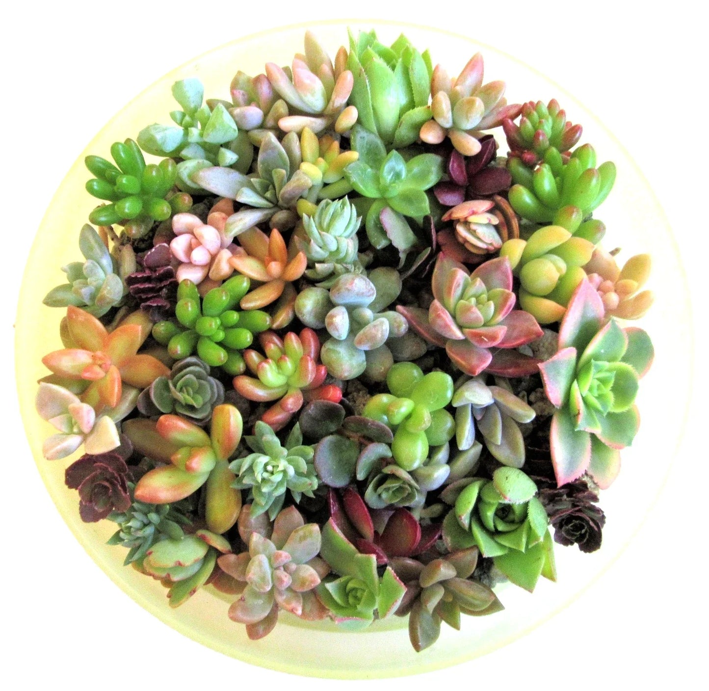 Succulent Cuttings 1-2" | 15 Varieties for Fairy Gardens, Weddings, Crafts | Rosette Succulents for Decor & Favors