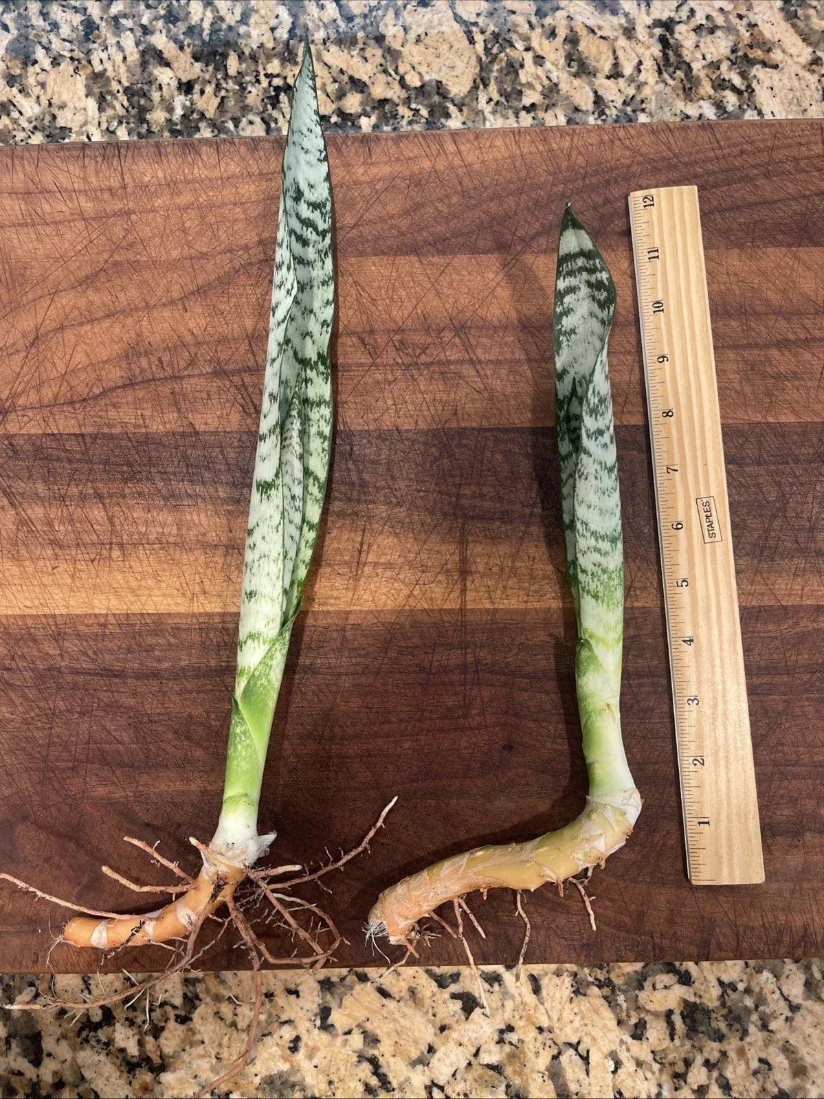 2 Snake Plants Indoor Houseplants – Sansevieria Zeylanica, Rooted 12-inch Mother-in-Law's Tongue, Air-Purifying, Easy Care, Modern Greenery