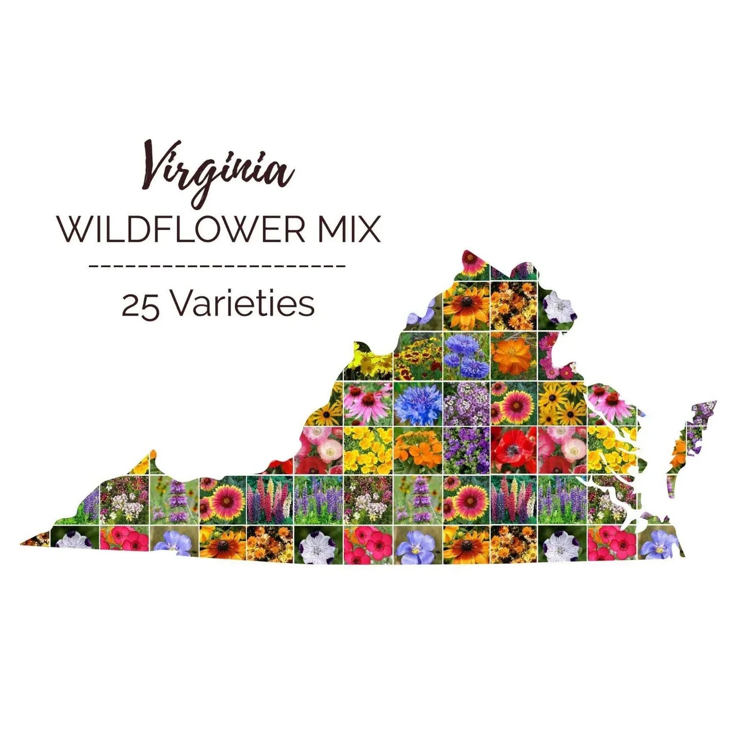 Virginia Wildflower Seed Mix – 25 Native Perennials & Annuals, Non-GMO, 1000 Seeds for Pollinator Gardens