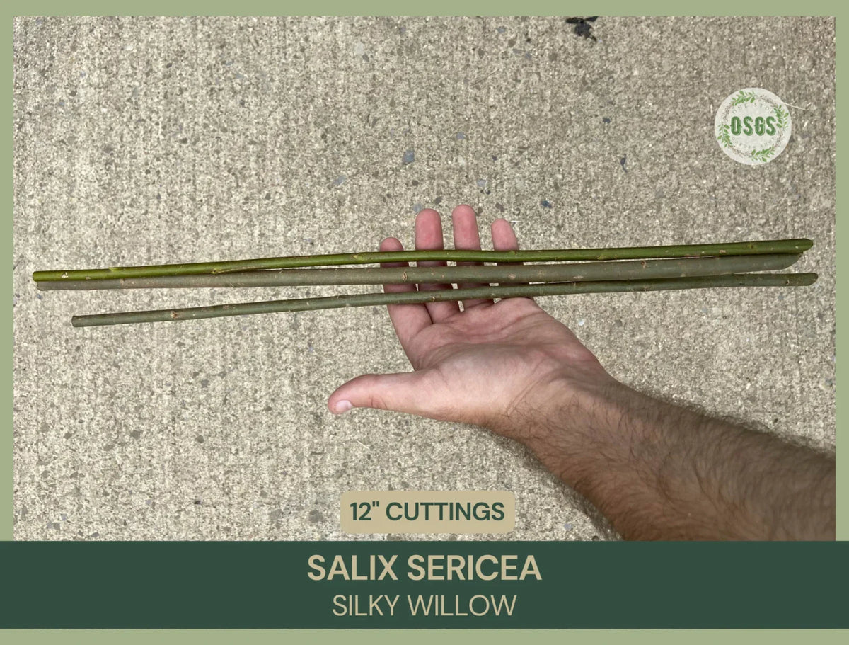 Silky Willow Cuttings 12" Fresh Cuttings Salix sericea Native Plant for Planting, Propagation, Crafting, Wildlife Attraction