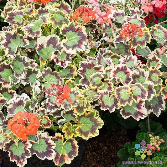 Mrs. Pollock Geranium Seeds - 25+ Colors Pelargonium x hortorum for Garden Beds & Containers