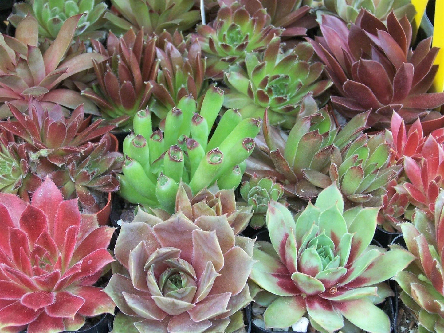 Rooted Sempervivum Hen & Chicks Succulent Collection - 10 Varieties in 2" Pots