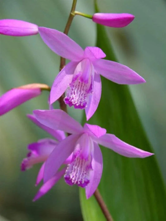 Hardy Ground Orchid Live Starter Plant Bletilla 'Kate' – Easy Care Perennial for Gardens & Containers