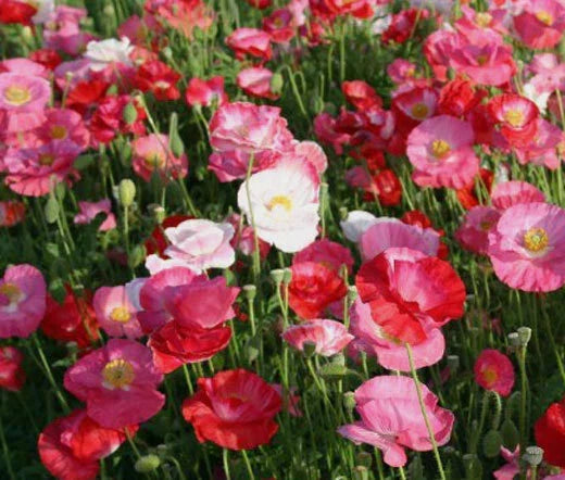 Shirley Poppy Seeds 50,000 Mixed Colors - Papaver Rhoeas Bright Annual Flower Seeds for Garden Landscaping