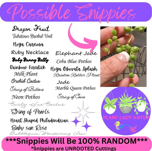 Mystery House Plant Cuttings Set of 6 – Indoor Plant Variety for Home Decor – Easy Care Indoor Plants for Plant Lovers