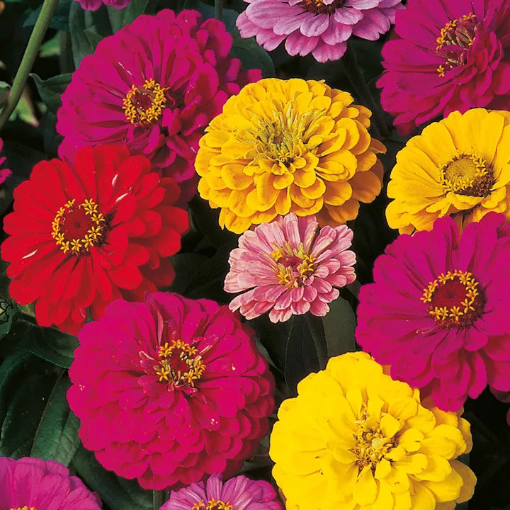 Dahlia Flowered Zinnia Mix Seeds - Vibrant Mixed Colors, Easy to Grow, Zinnia elegans Garden Seeds