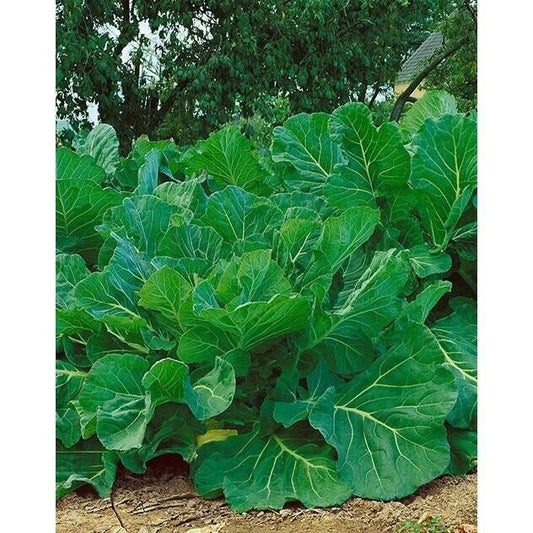 Kale Seeds - Portuguese Couve Tronchuda, Non-GMO Heirloom, Brassica oleracea, Leafy Green, Full Sun, 100 Seeds