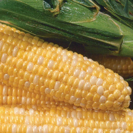 Sweet Corn Seeds Pack of 100 - Non-GMO Zea Mays for Home Gardening and Small Farms