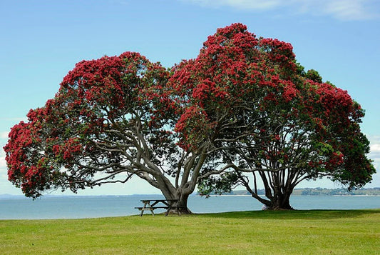New Zealand Christmas Tree Seeds Pack of 10 - Metrosideros tomentosa Evergreen Shrub with Red Flowers for Garden or Indoor Decor