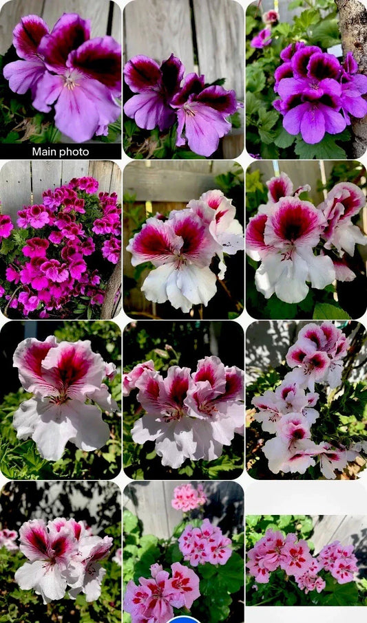 Live Geranium Plants 8 Inches Tall, Pelargonium spp., 3 Varieties, Perennials for Garden & Container, Easy Care, Colorful Blooms
