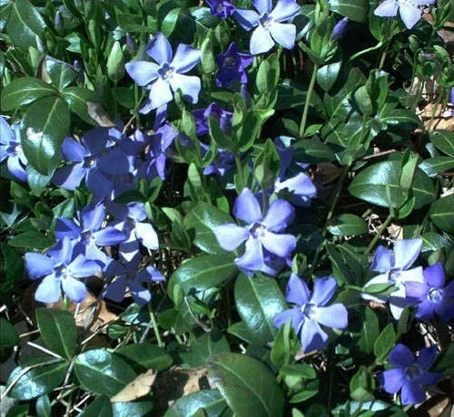Creeping Myrtle Ground Cover Plants 25 Bare Root Vinca Minor Live Periwinkle Durable Green Foliage