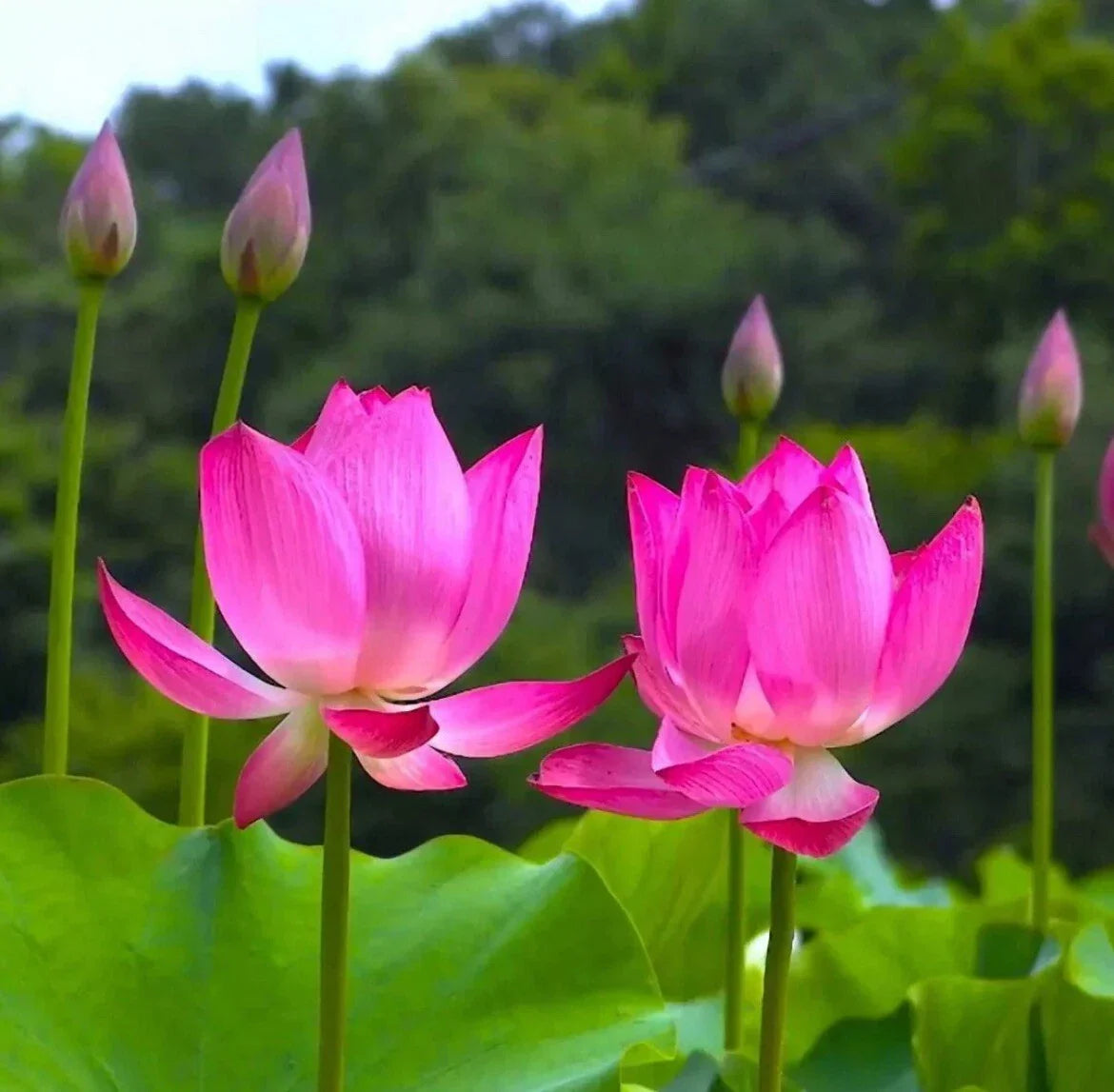 Sacred Lotus Seeds - 10 Pack Nelumbo nucifera Water Lotus for Ponds and Water Gardens - USA Grown