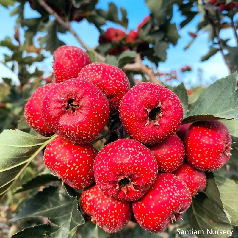 Giant Globe Chinese Hawthorn Tree Bare Root – Crataegus pinnatifida, Large Globe-Shaped Growth, Edible Berries