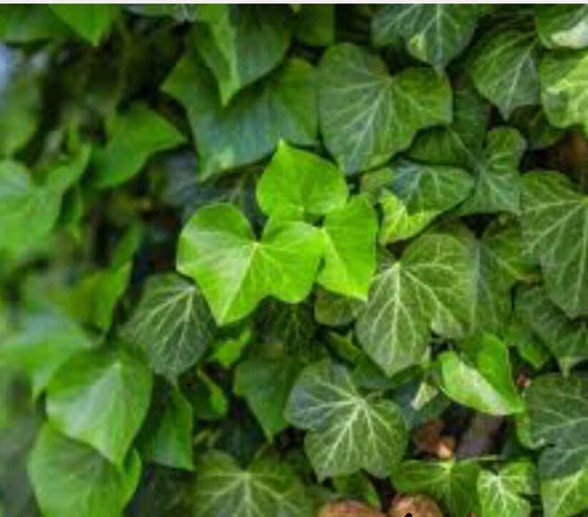Live English Ivy Groundcover Plants - Bare Root Hedera helix for Erosion Control & Landscaping - 12 Pack