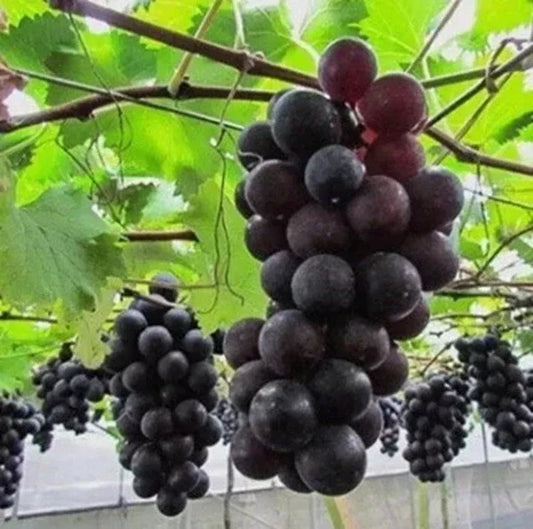 Kyoho Jufeng Grape Seeds Pack of 5+ | Rare Vitis vinifera Variety for Home Gardening & Vineyards