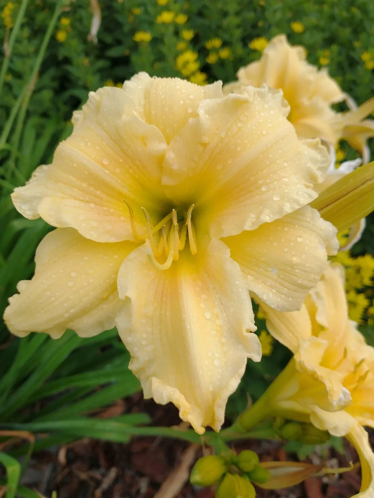 Day Lily Bare Root Plants – Yellow Flowers, Perennial, Hemerocallis spp., Butterfly & Pollinator Attracting