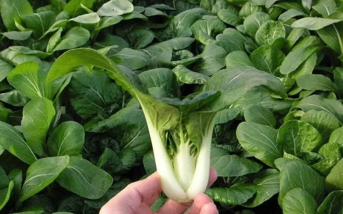 Pak Choi Seeds 500+ Heirloom Non-GMO Organic Dwarf White Stem Brassica rapa subsp. chinensis Seed Packet