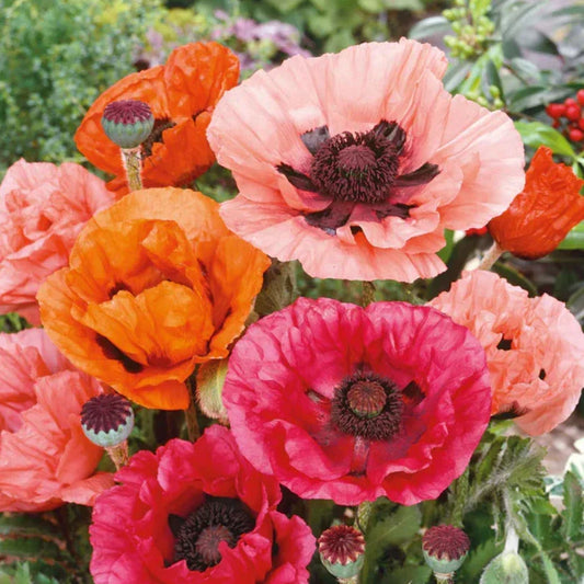Landscaper's Pack Poppy Seeds - Mixed Red Perennial Papaver orientale, Non-GMO, 2000 Seeds for Garden, Borders, Containers