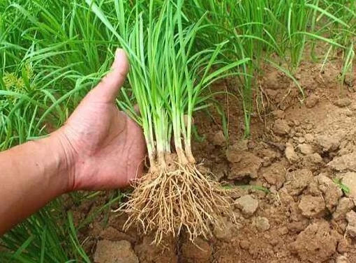 Fresh Garlic Chinese Chives Bare Roots Live Plant Allium tuberosum for Culinary Use, Herb Garden, Easy to Grow