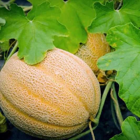 Hales Best Jumbo Cantaloupe Seeds – Organic Heirloom Cucumis melo – Sweet, Juicy Melons for Garden, Backyard, or Container Cultivation