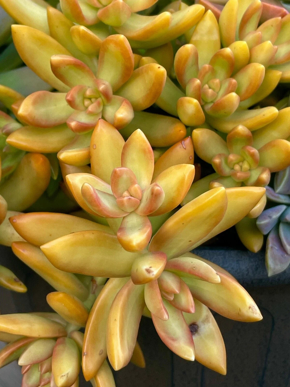 Rare Succulent Cutting - 2-Inch Orange Delight Sedum - Unrooted Live Plant - Ideal for Home Decor and Gardening