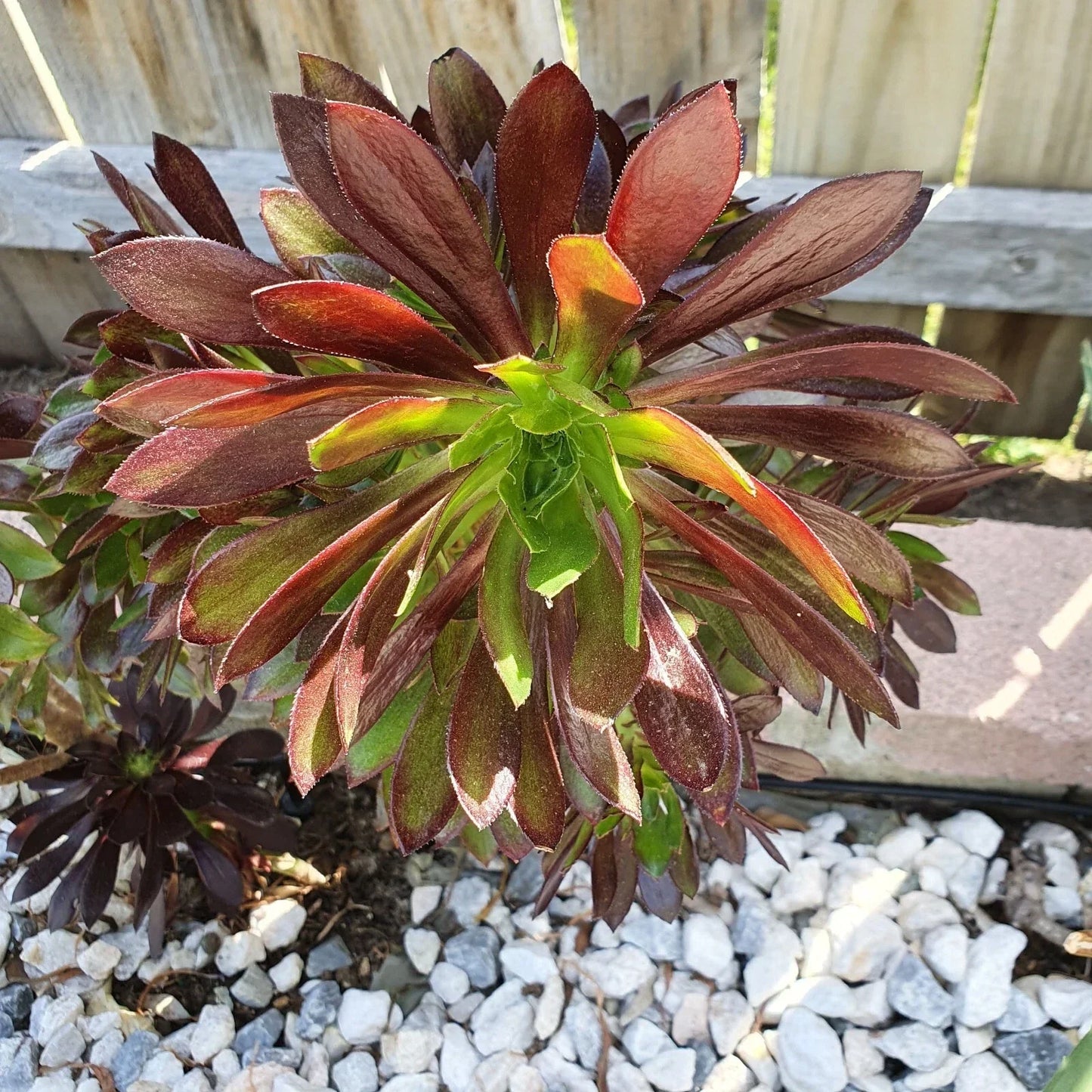 Aeonium Merlot Succulent Cuttings - 2" or 4" Pots, Purple and Green Foliage, Indoor Garden, Houseplant Decor, Drought-Tolerant