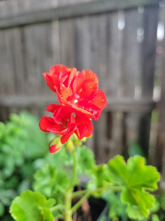 Organic Red Geranium Live Plant - 2 Inch Pot Pelargonium hortorum, Full Sun, Easy Care, Bright Red Flowers