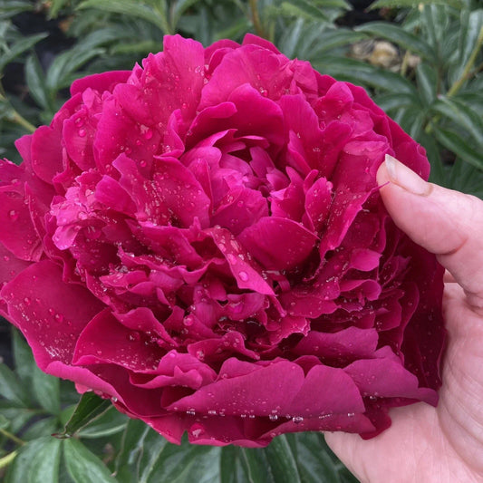 Herb Peony Bare Root Plant – Large 5-7 Eyes, Avis Varner, Paeonia lactiflora, Field Grown, Fall Shipping