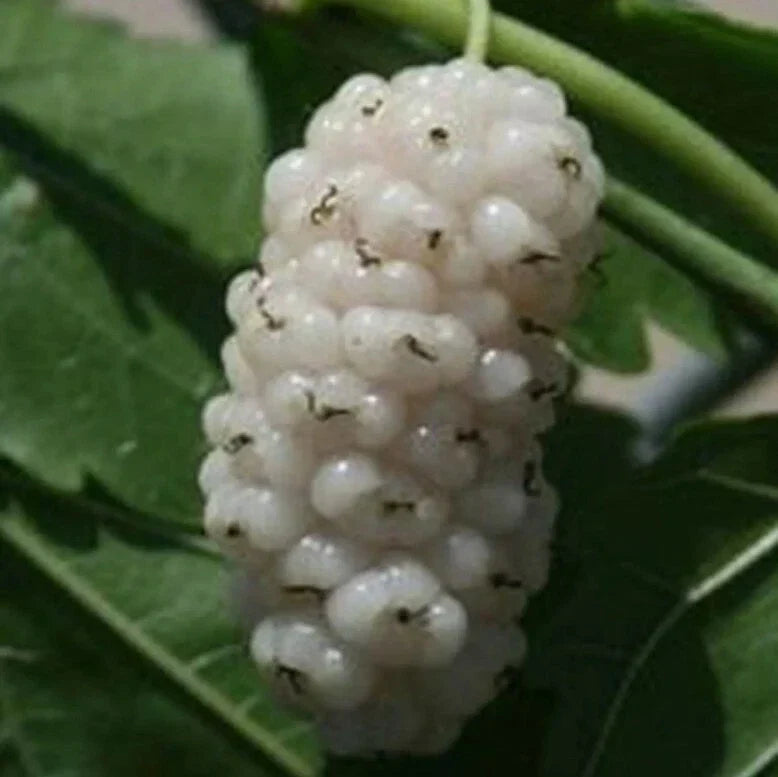 White Mulberry Cuttings 6-8" Organic Morus alba Cold Hardy Tree for Fruit Production and Shade