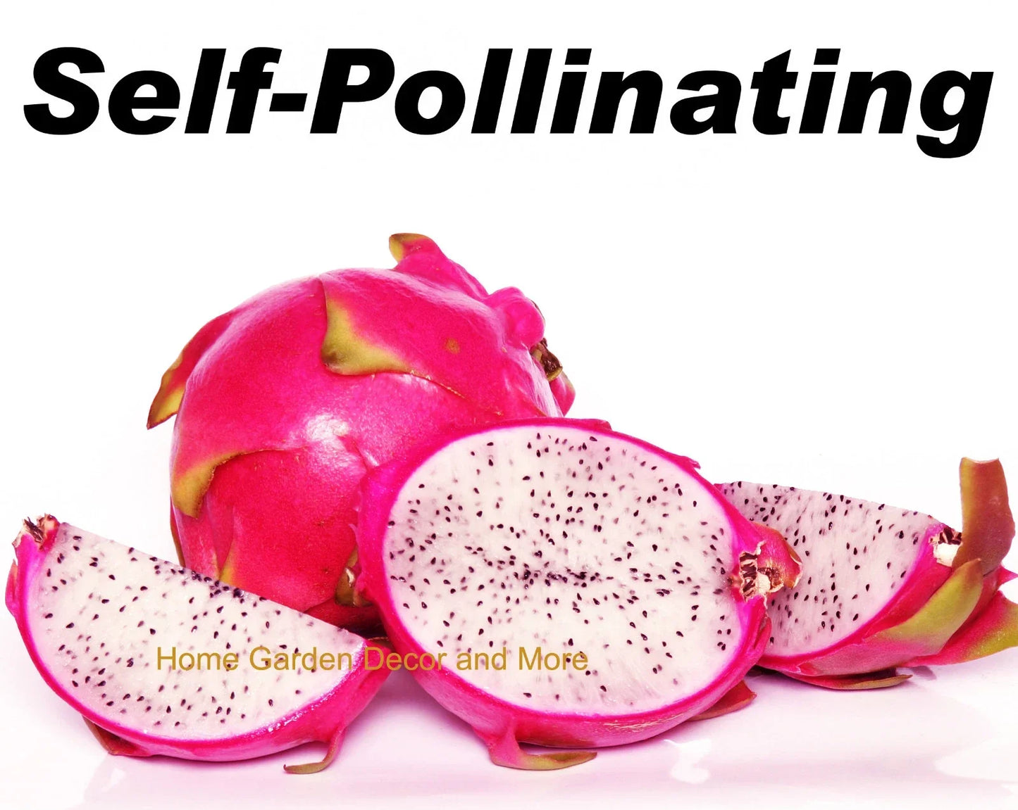 Rooted Dragon Fruit Plants 5-Pack White Flesh Pitaya Self-Pollinating Hylocereus undatus