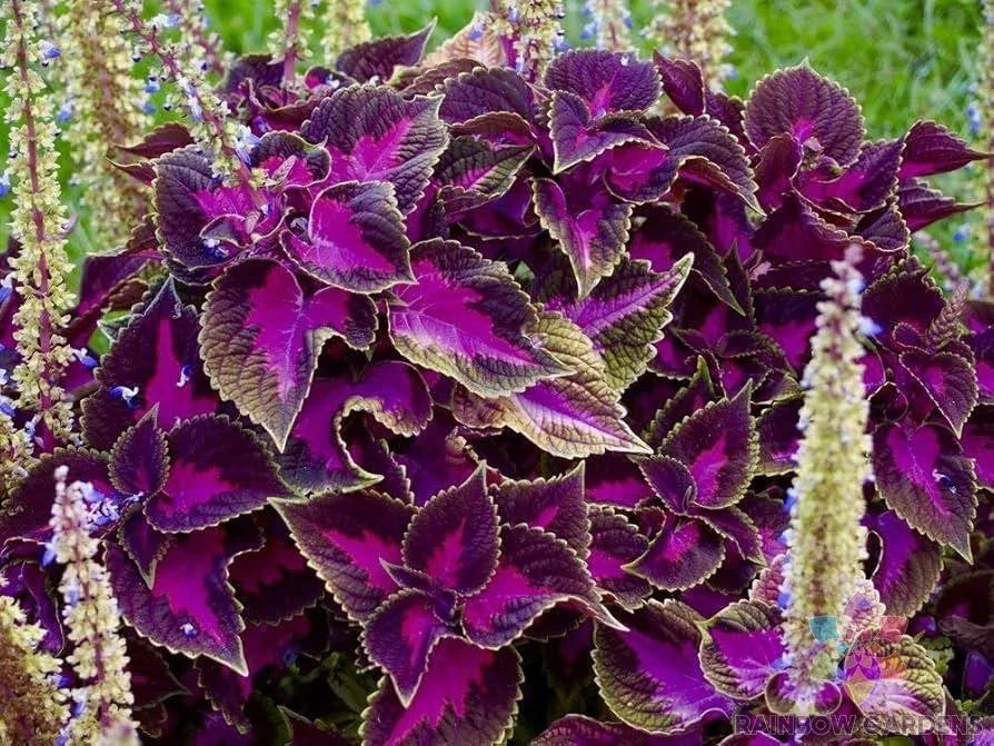 Purple Dragon Coleus Seeds - 25+ Pack, Colorful Foliage, Solenostemon scutellarioides, Ornamental Annual Plant