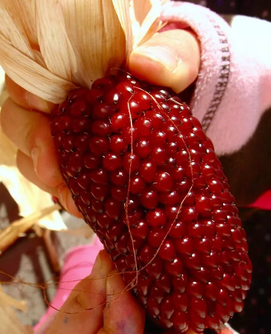 Organic Heirloom Strawberry Ruby Corn Seeds - Sweet Popcorn Variety - Non-GMO Zea mays, 5000+ Seeds for Home Garden, Small Farm & Education