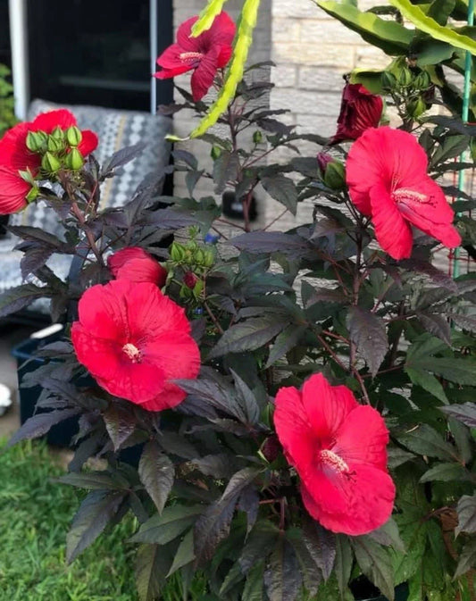 Mimi Hibiscus Plant - Small Rooted Starter with 6-8 Inch Blooms - Hibiscus moscheutos - Garden, Patio, Flowering Plant
