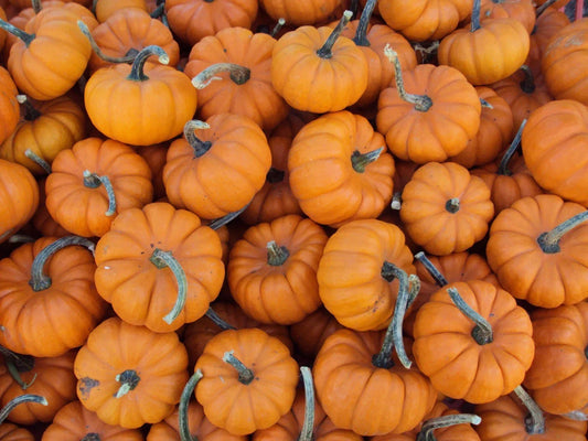 Jack Be Little Pumpkin Seeds – Miniature Cucurbita pepo for Container Gardening & Fall Decor, Pack of 20 Seeds