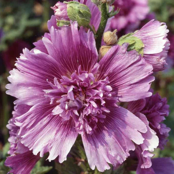 Hollyhock Seeds - Queeny Purple - 2004 AAS Winner - Alcea rosea Perennial for Borders & Cottage Gardens