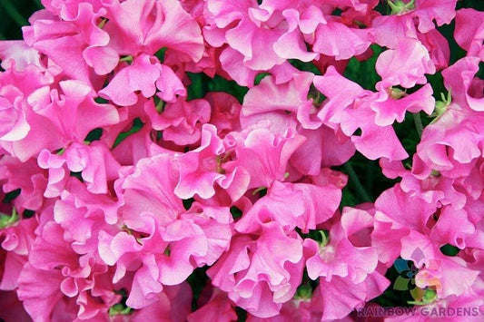 Milly Sweet Pea Seeds - 50+ Pack, Climbing Flower, Fragrant Lathyrus odoratus, Garden Planting, Vivid Colors, Trellis & Fence