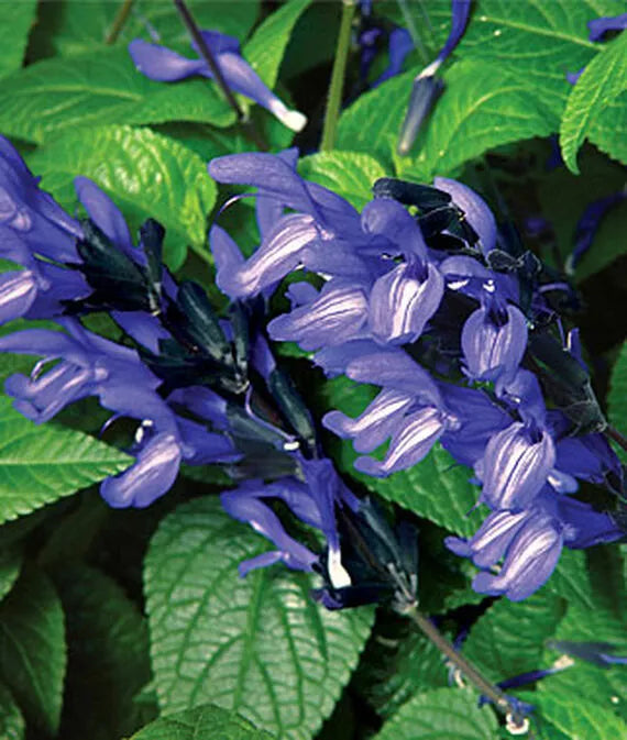 Black and Blue Salvia Seeds - Perennial Flower Seeds for Hummingbirds & Pollinators - Salvia guaranitica, 50 Pack