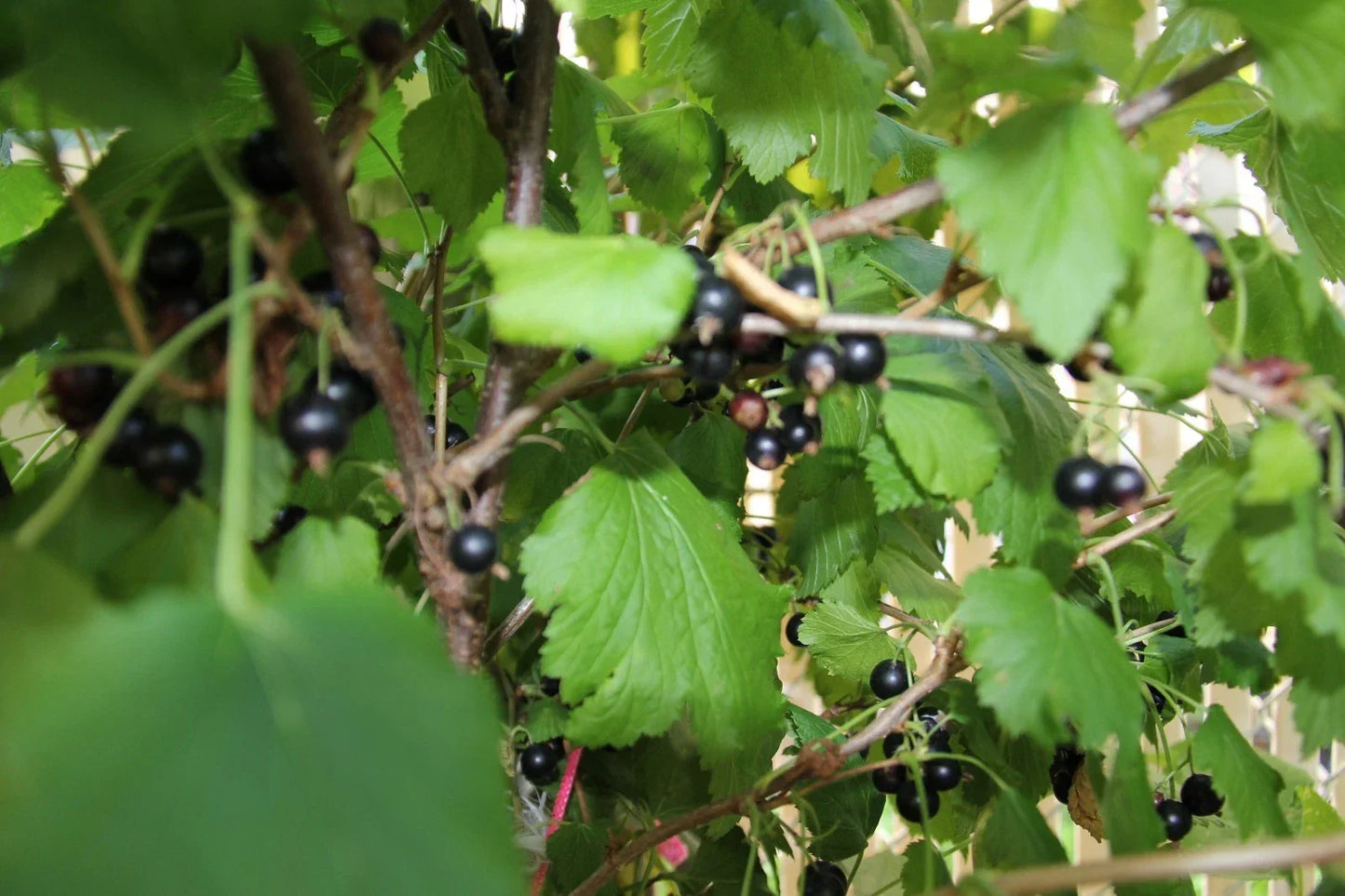 Black Currant Live Plant – 2 Year Old Ribes nigrum, 18-25 Inches Tall, Edible Berry Bush for Garden, Jams & Fresh Eating