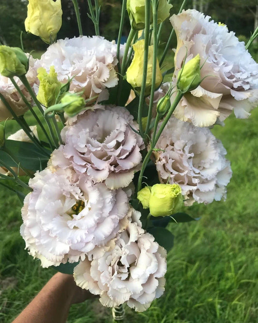 Lisianthus Plug Plant - Chateau Blue - Eustoma grandiflorum with Rose-Like Blue Blooms - Live Starter Plant