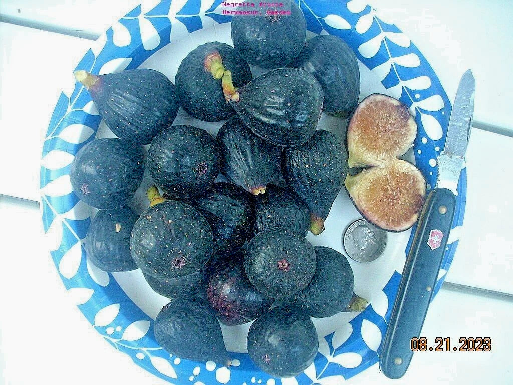 Fig Tree Cuttings 7 Pieces Negretta Variety Hardy Rock Ficus carica Fruitful Plant for Gardening
