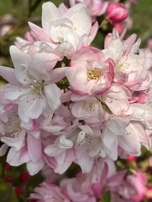 Snowcloud Crabapple Seeds - 25 Pack for Garden Planting - Malus 'Snowcloud' - Deciduous Tree for Landscaping and Wildlife