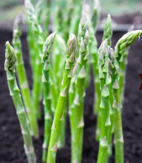 Asparagus Seeds 50 Count Mary Washington Perennial High Yield Vegetable Garden Plant