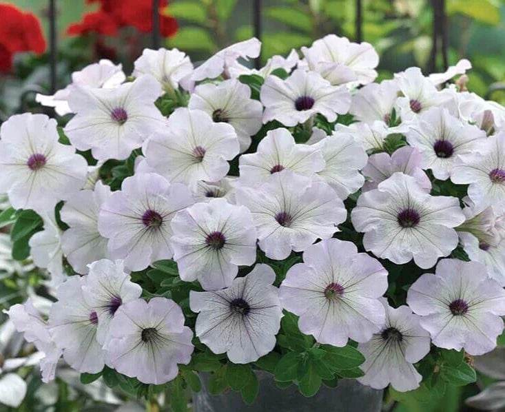 Petunia Seeds - 10 Pelleted - Trilogy Silver Blotch F1 - Petunia x hybrida - Vibrant Silver Blotch Pattern for Garden, Containers
