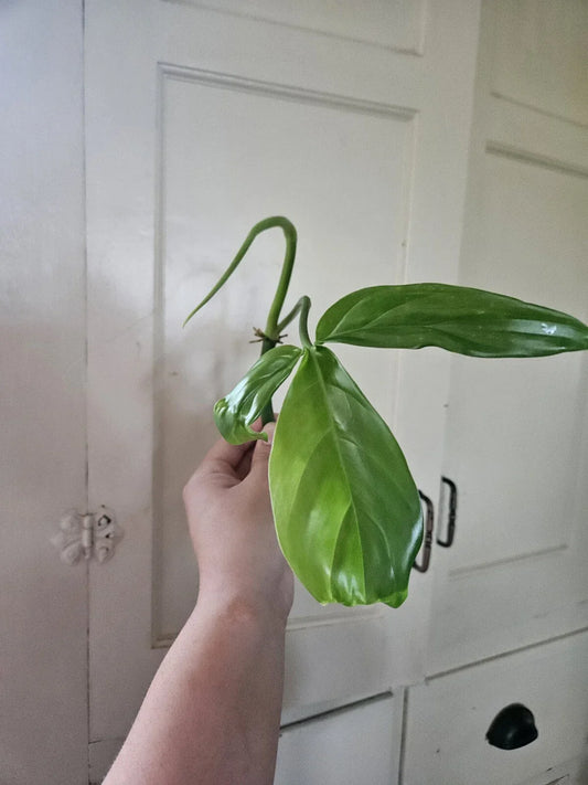Philodendron Tripartitum 1 Node Cutting - Rare Tropical Houseplant for Indoor Gardening - Exotic Araceae Plant