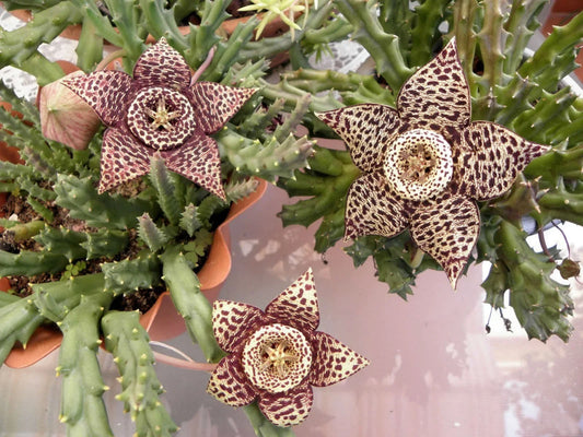 Orbea Variegata Succulent Plant in 4-Inch Pot | Starfish Plant | Drought-Tolerant Indoor or Outdoor Cactus