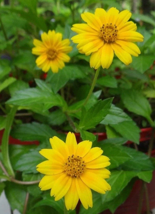 Live Plants 4-Pack Singapore Daisies Wedelia Creeping Daisy Yellow Flowers Rooted Perennial Ground Cover