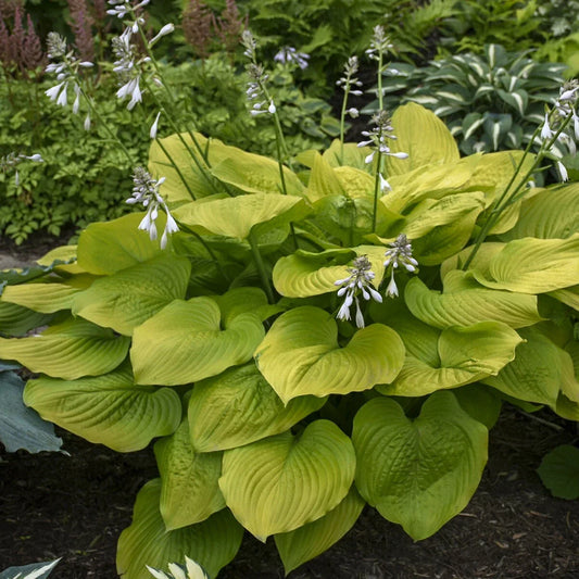 Hosta Plant Age of Gold 5.25-Inch Pot Perennial Shade Garden Plant, Hosta 'Age of Gold'