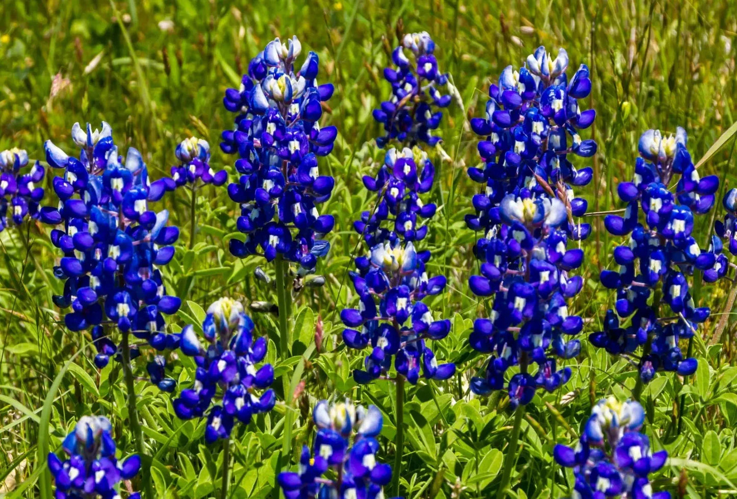 Texas Bluebonnet Seeds - 200+ Lupinus texensis Bright Color Fragrant Flowers for Hummingbirds & Butterflies