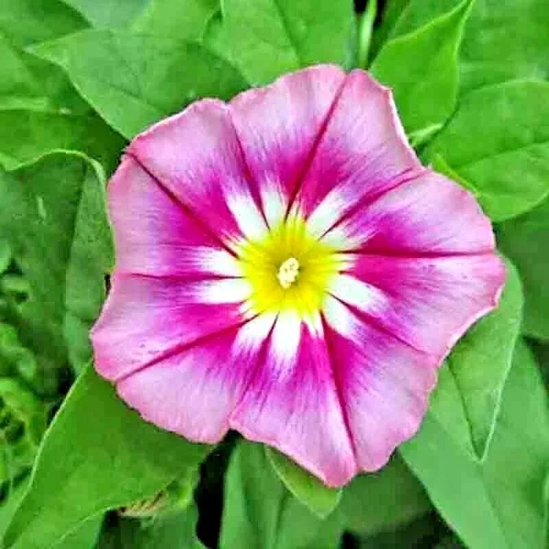 Morning Glory Seeds - Dwarf Rose Hummingbird Mix - Tricolor Flowers - Ipomoea purpurea Vining Plant for Garden, Container, Hummingbird Attraction