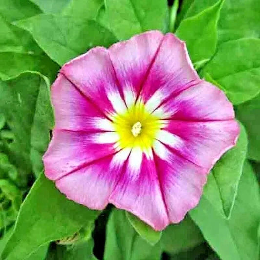 Morning Glory Seeds - Dwarf Rose Hummingbird Mix - Tricolor Flowers - Ipomoea purpurea Vining Plant for Garden, Container, Hummingbird Attraction
